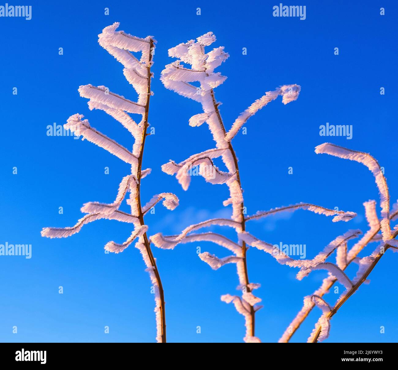 Gelo espressivo sulle cime dei rami di albero nella luce soffusa del sole che tramonta contro il cielo blu nella stagione invernale; forme squisite che ricordano Foto Stock