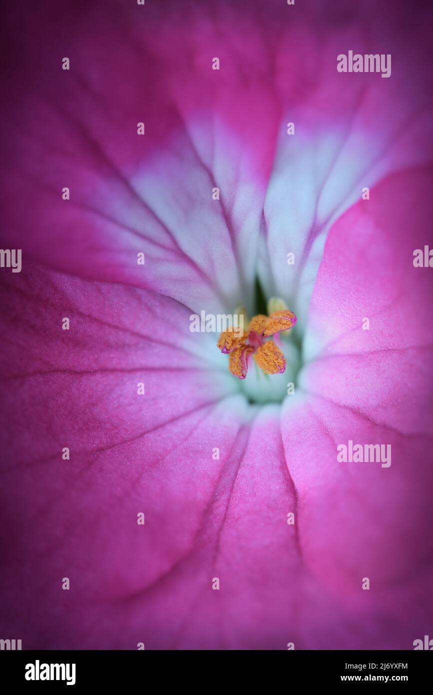 Un primo piano estremo di un Geranium -Geranium pelargonium x hotorum- rosa fiori in soffusa luce d'atmosfera scura; catturato in uno Studio Foto Stock