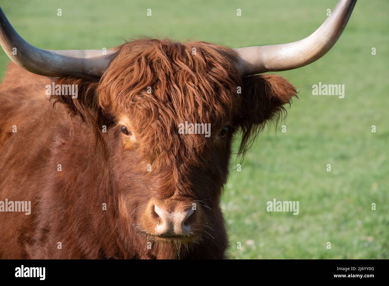 Un giovane bovino bruno e agoso con corna lunghe si erge in un pascolo verde e si affaccia sulla macchina fotografica, in formato paesaggio Foto Stock