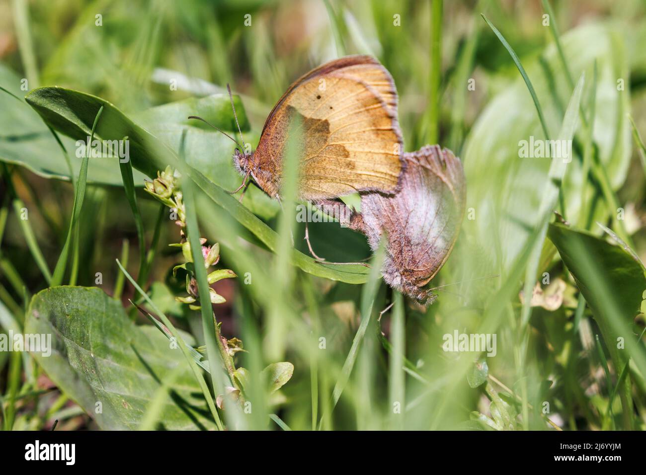 Piccole farfalle di brughiera in un l'erba Foto Stock