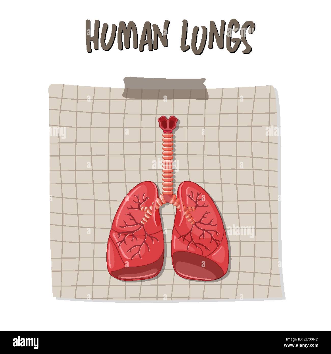 Illustrazione dell'organo interno umano con polmoni Illustrazione Vettoriale
