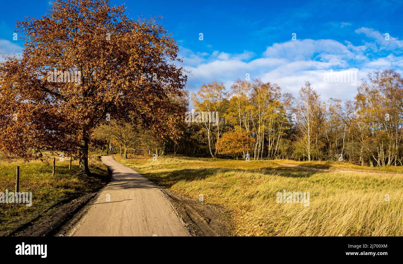 autunnale novembre fotografia di un percorso idilliaco nella riserva naturale boberger niederung amburgo, germania Foto Stock