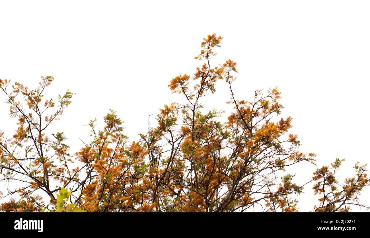 Grevillea robusta, comunemente conosciuta come la quercia serica meridionale Foto Stock