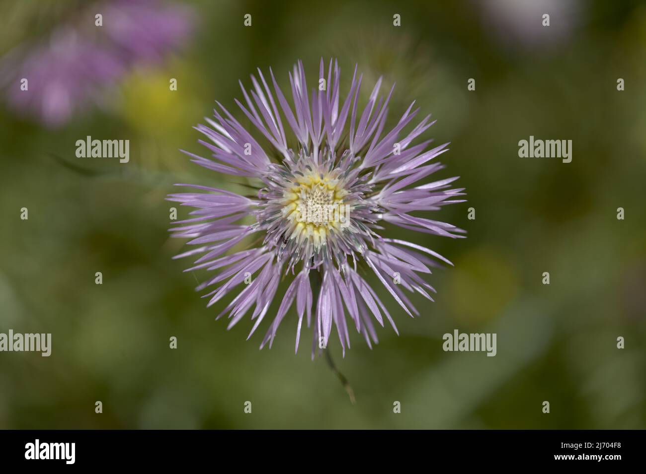 Flora di Gran Canaria - Galactites tomentosa, sfondo naturale macro floreale Foto Stock