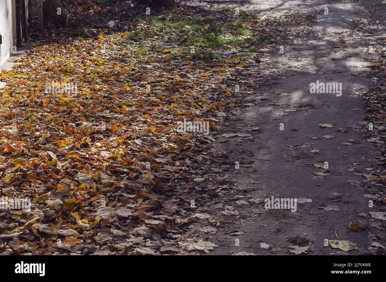 Percorso asfaltato coperto da foglie cadute nel parco della città. Stagione verde. Nessuna gente. Una soleggiata giornata autunnale. Foto Stock