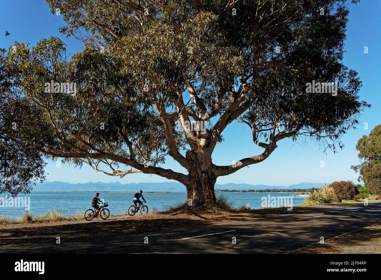 Due ciclisti su un sentiero condiviso sotto un massiccio albero gengivale sul lungomare di Motueka, il sandspit Motueka sullo sfondo, Tasman regione, Nuova Zelanda Foto Stock