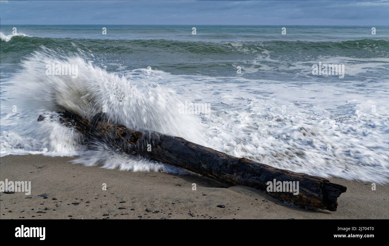 Gentle Annie Beach, Mokihinui//Nuova Zelanda - 1 aprile 2022: Un tronco di albero lavato con un'onda che si schiantava su di esso. Foto Stock