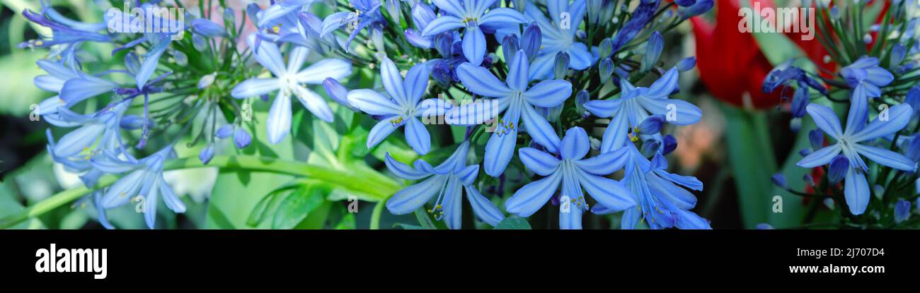 Cipolla decorativa nel giardino primaverile, delicato sfondo naturale. Foto Stock