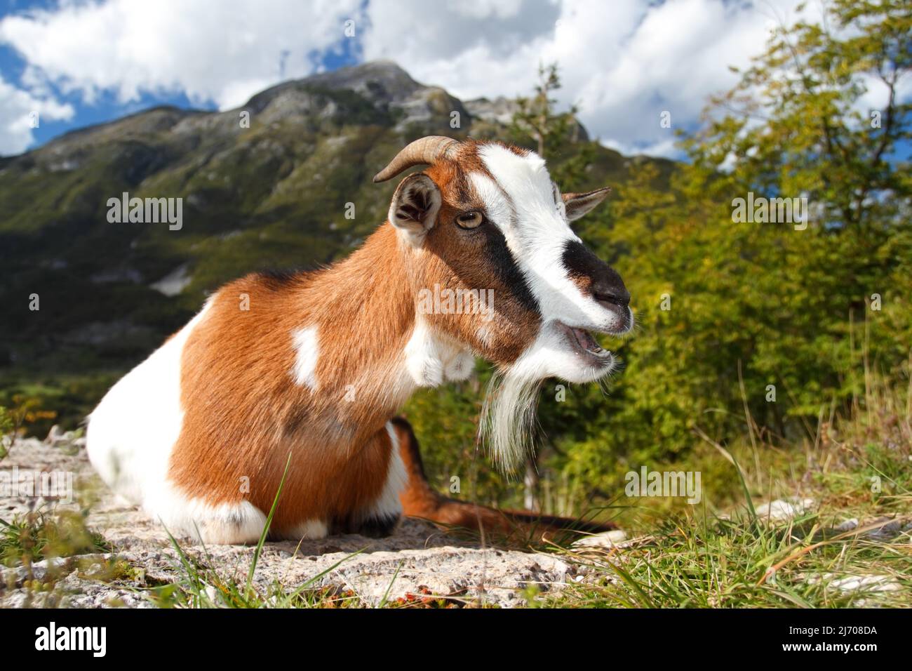 Giovane capra distesa nelle montagne del Parco Nazionale del Triglav, Slovenia Foto Stock