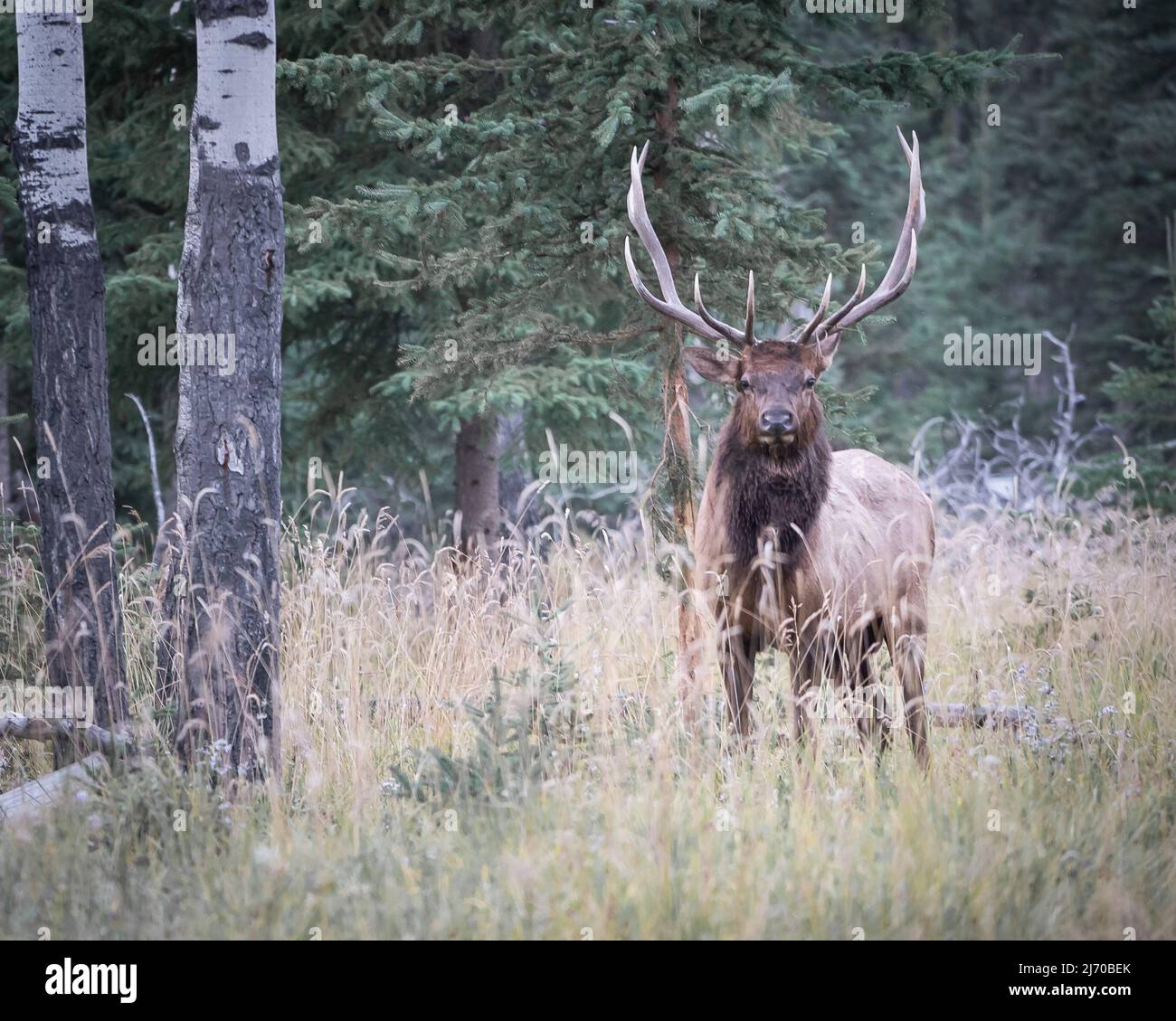 Maestoso alce, cervi che guardano lo spettatore mentre si trova in erba alta, Jasper National Park, Canada Foto Stock