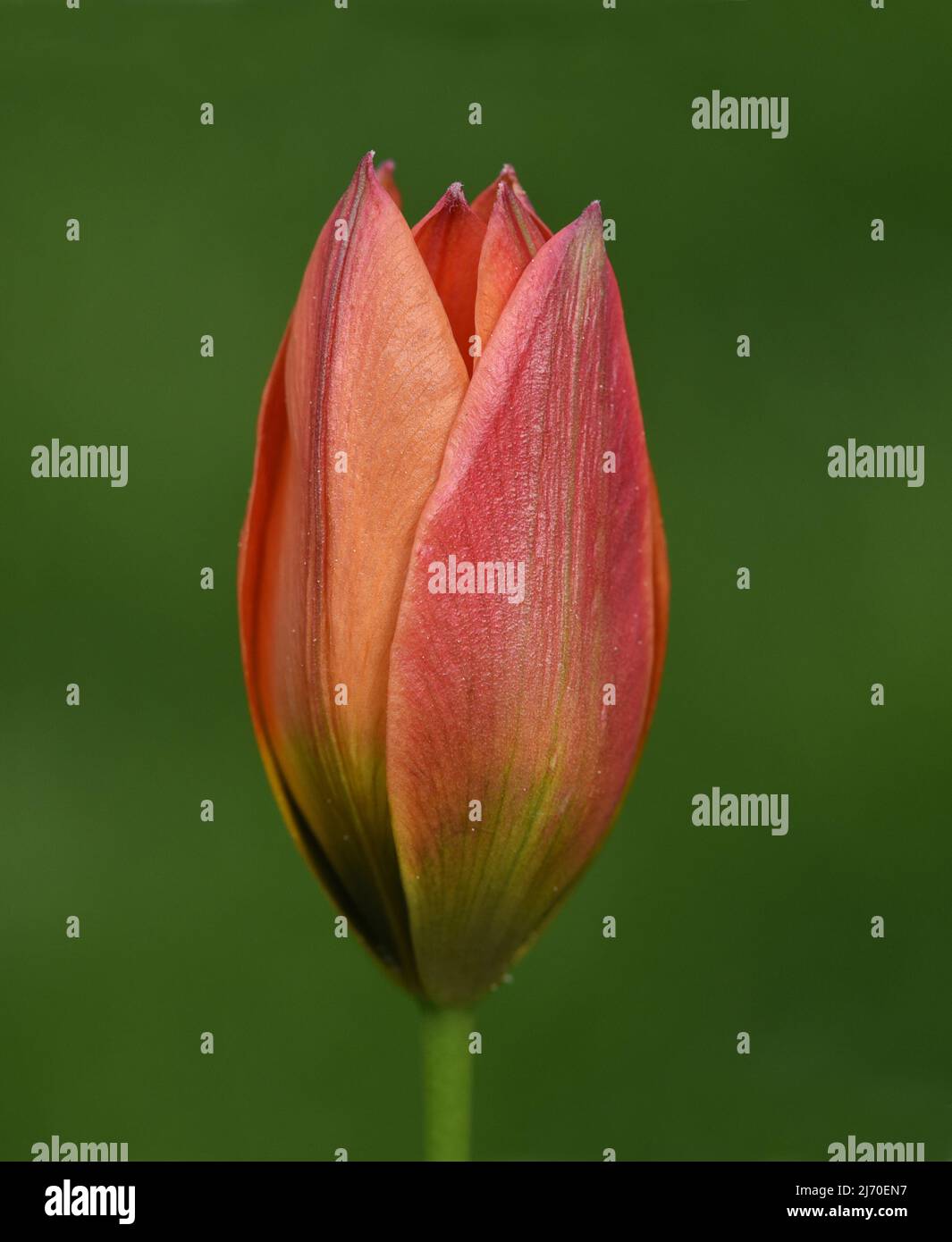 I tulipani selvatici sono gli antenati dei tulipani moderni da giardino Foto Stock