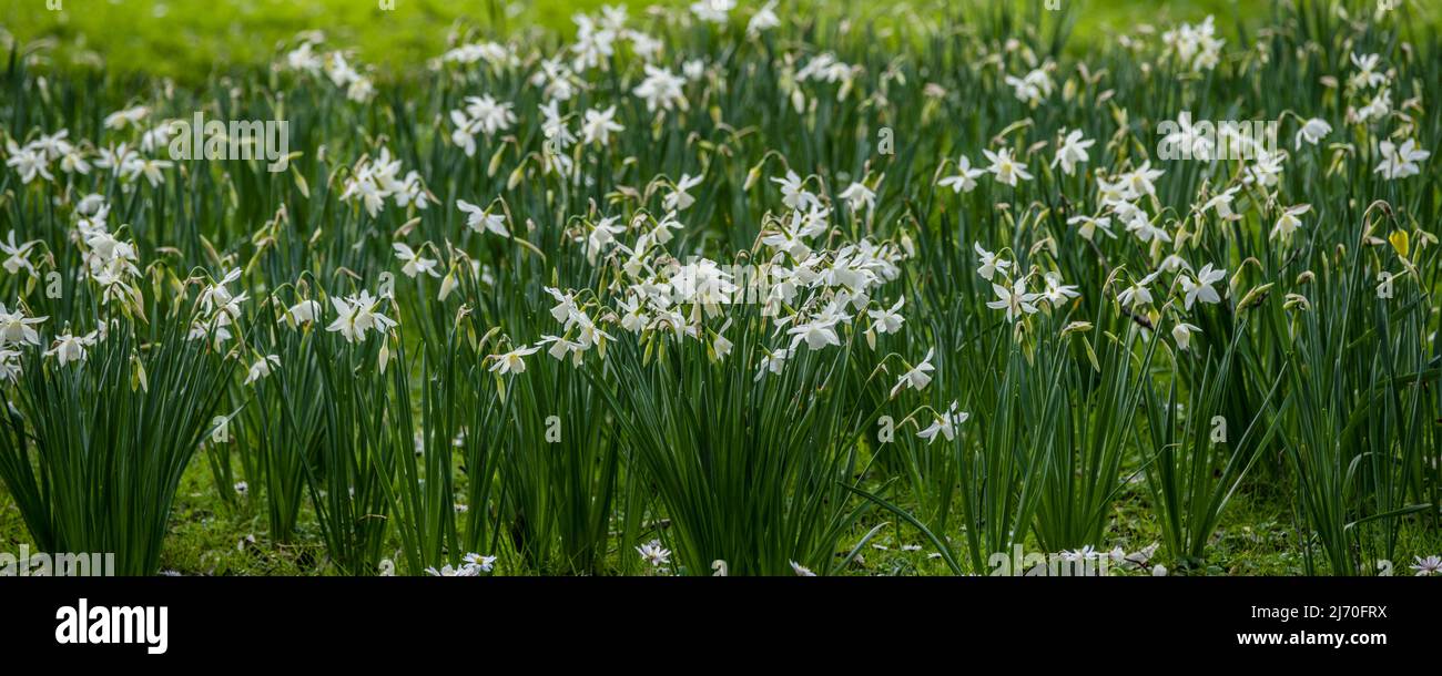 Un'immagine panoramica dei narcisi bianchi dei Daffodils che crescono nei giardini di Trenance a Newquay in Cornovaglia nel Regno Unito. Foto Stock