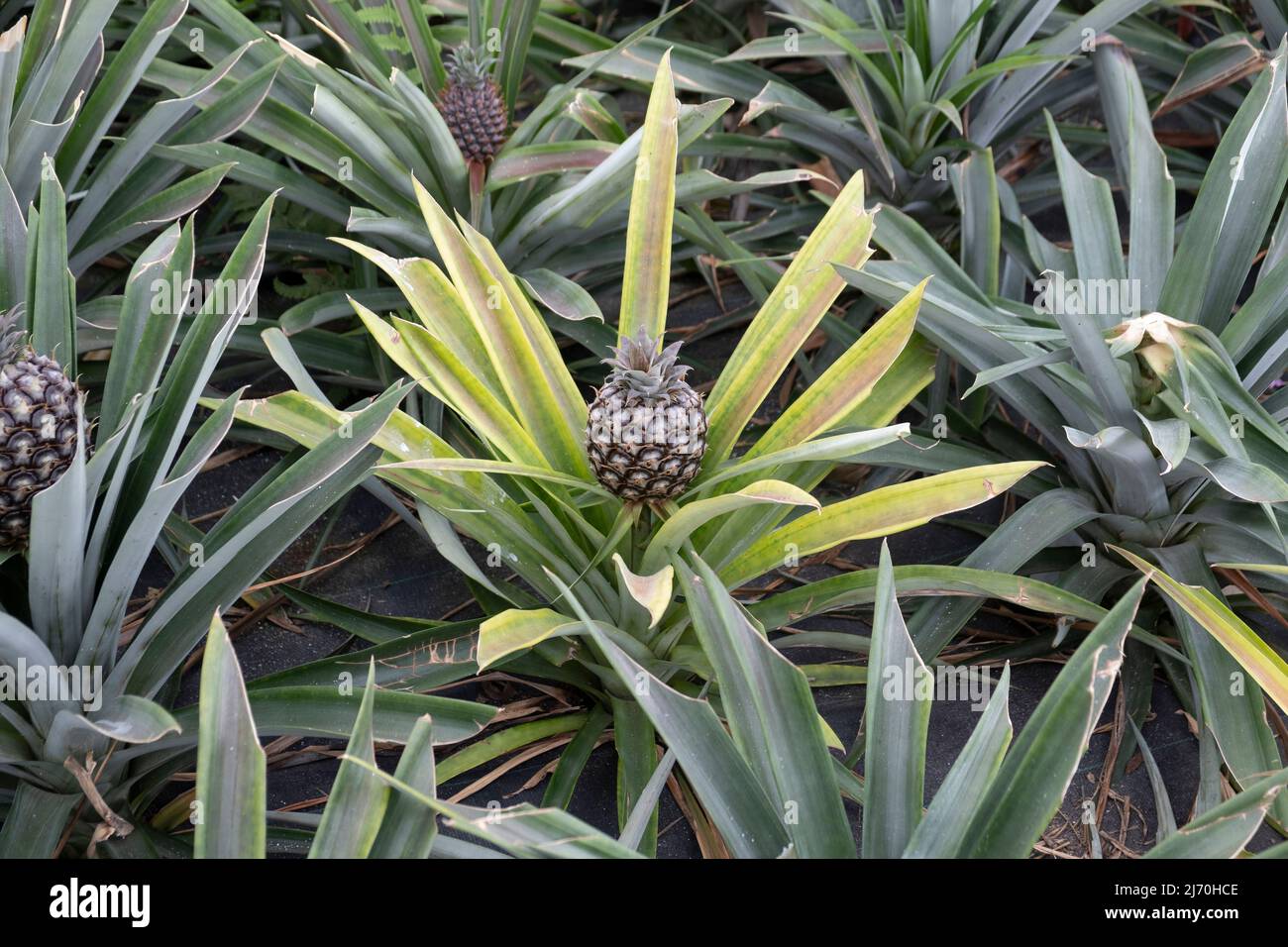 Piante di ananas azoree in crescita Foto Stock