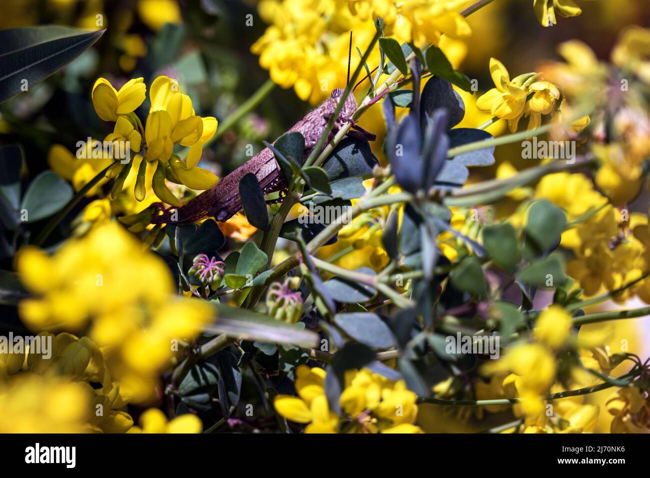 Cavalletta marrone su un vetch giallo fiorito corona di montagna o Coronilla coronata L. Foto Stock
