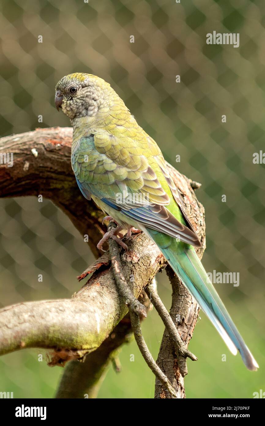 Elegante Parrot, Neophena elegans al Serendip Sanctuary, vicino Geelong, Victoria, Australia Foto Stock