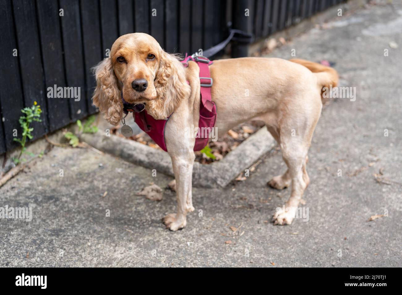 La razza inglese Cocker Spaniel di cane da pistola. Foto Stock