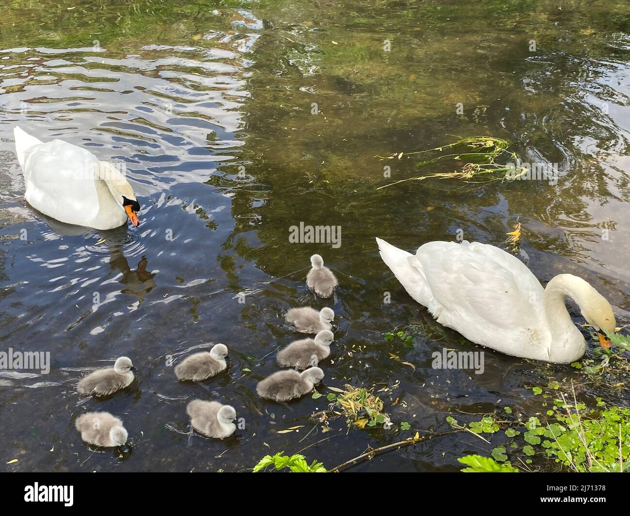 I cygnets iniziano a berlina e godono di nuotare con i genitori come tempo britannico si riscalda e la primavera britannica inizia a transizione in estate britannica. I cigni del bambino vanno per là prima nuotano. Foto Stock