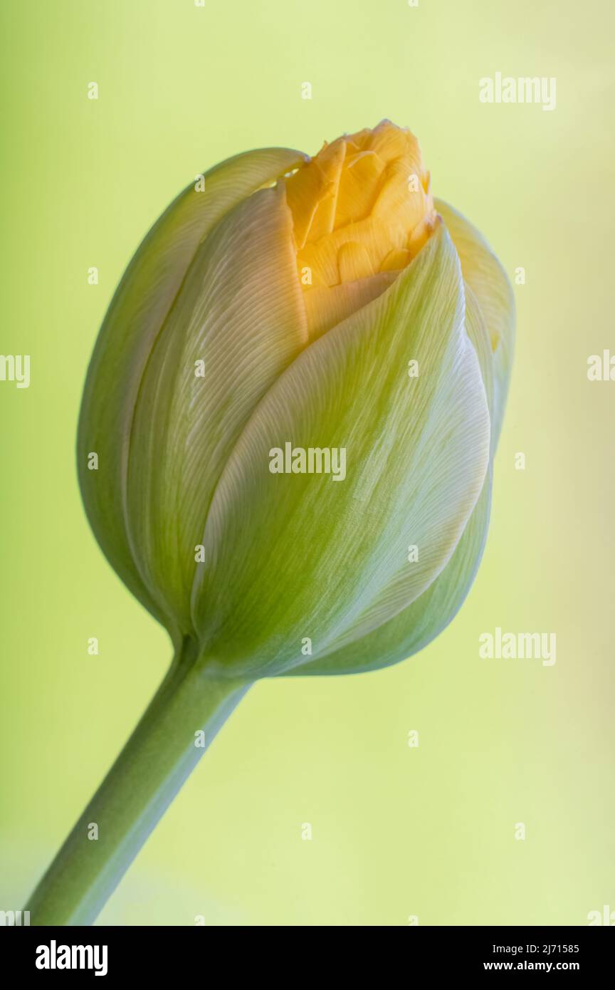 Un germoglio giallo tulipano appena scoppiando in fiore, fotografato su uno sfondo giallo pallido Foto Stock
