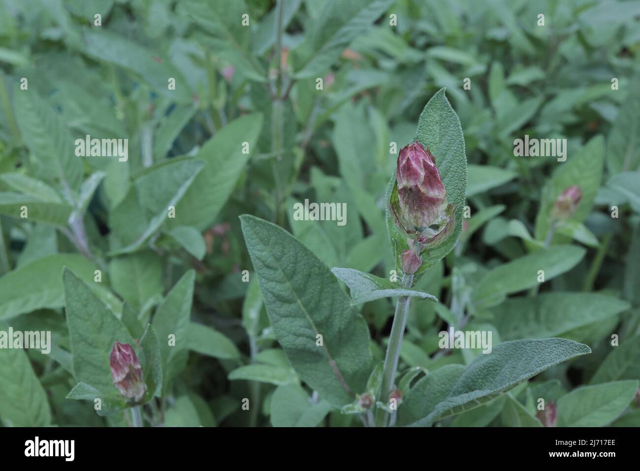 Clary Sage germogli e foglie. Salvia aromatica germoglio giovane in fiore con fiori viola e viola che crescono nel giardino delle erbe. Fioritura di Salvia viridis, m Foto Stock