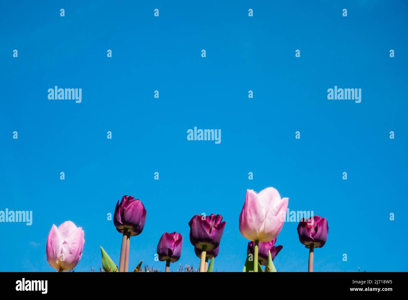 Fiori di tulipano rosa e viola contro un cielo blu che guarda in su con copyspace. Foto Stock