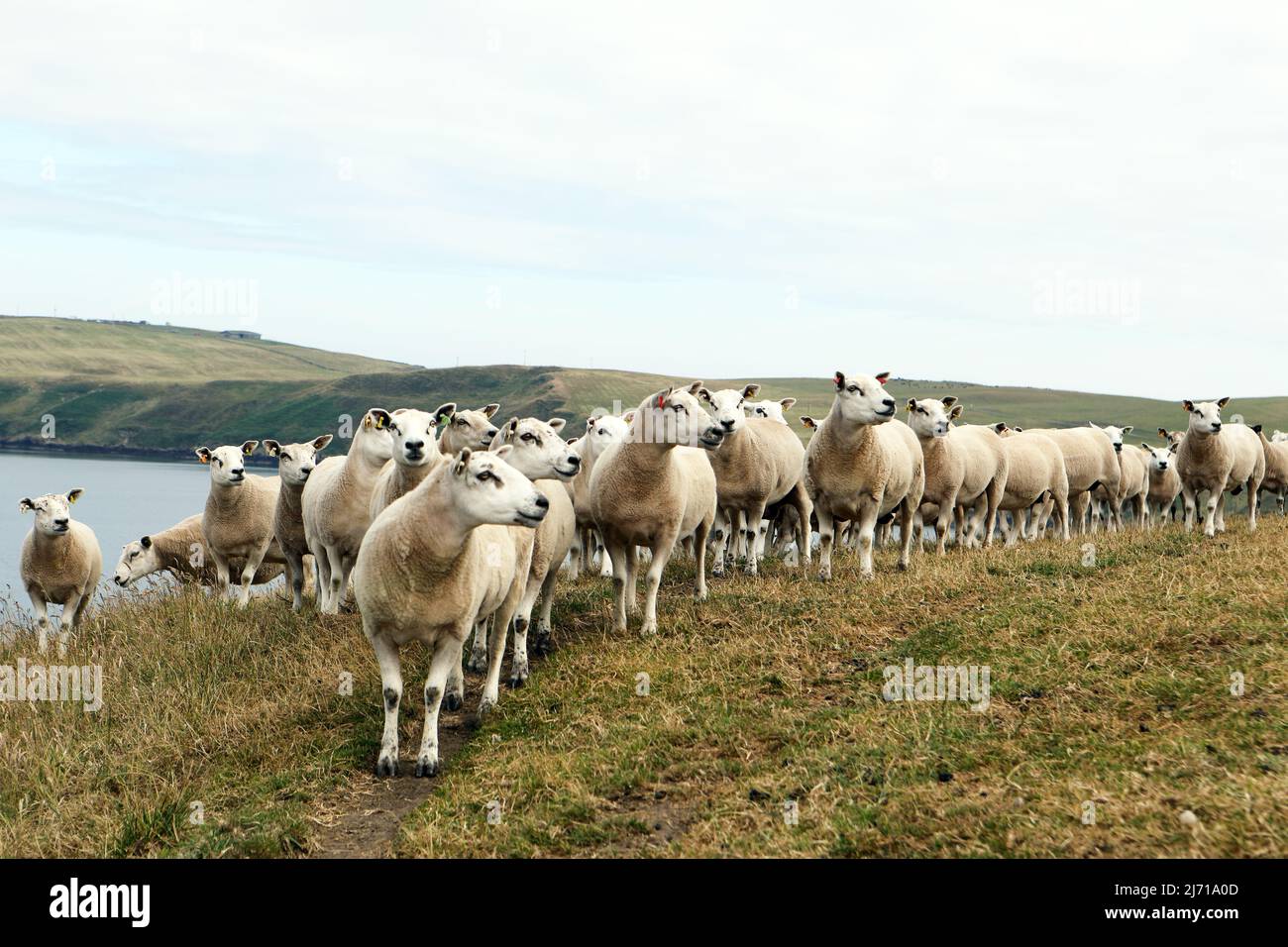 Gregge di pecore, su una collina a Dumfries & Galloway, tutti guardando qualcosa o qualcuno Foto Stock
