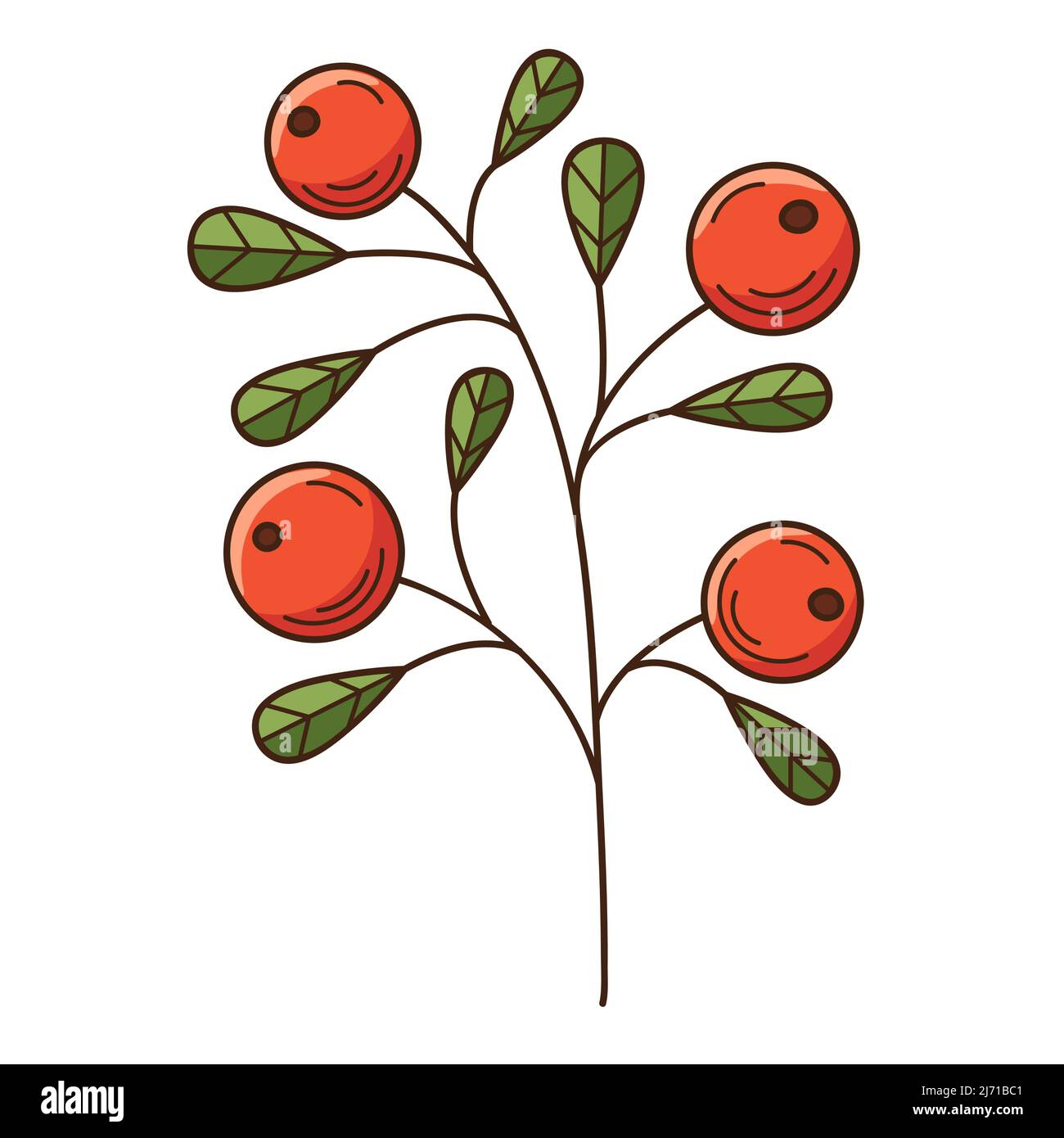 Un rametto con bacche e foglie. Lingonberry, una pianta di foresta. Botanica, elemento di disegno vegetale con contorno. Doodle, disegnato a mano. Design piatto. Colore Vect Illustrazione Vettoriale