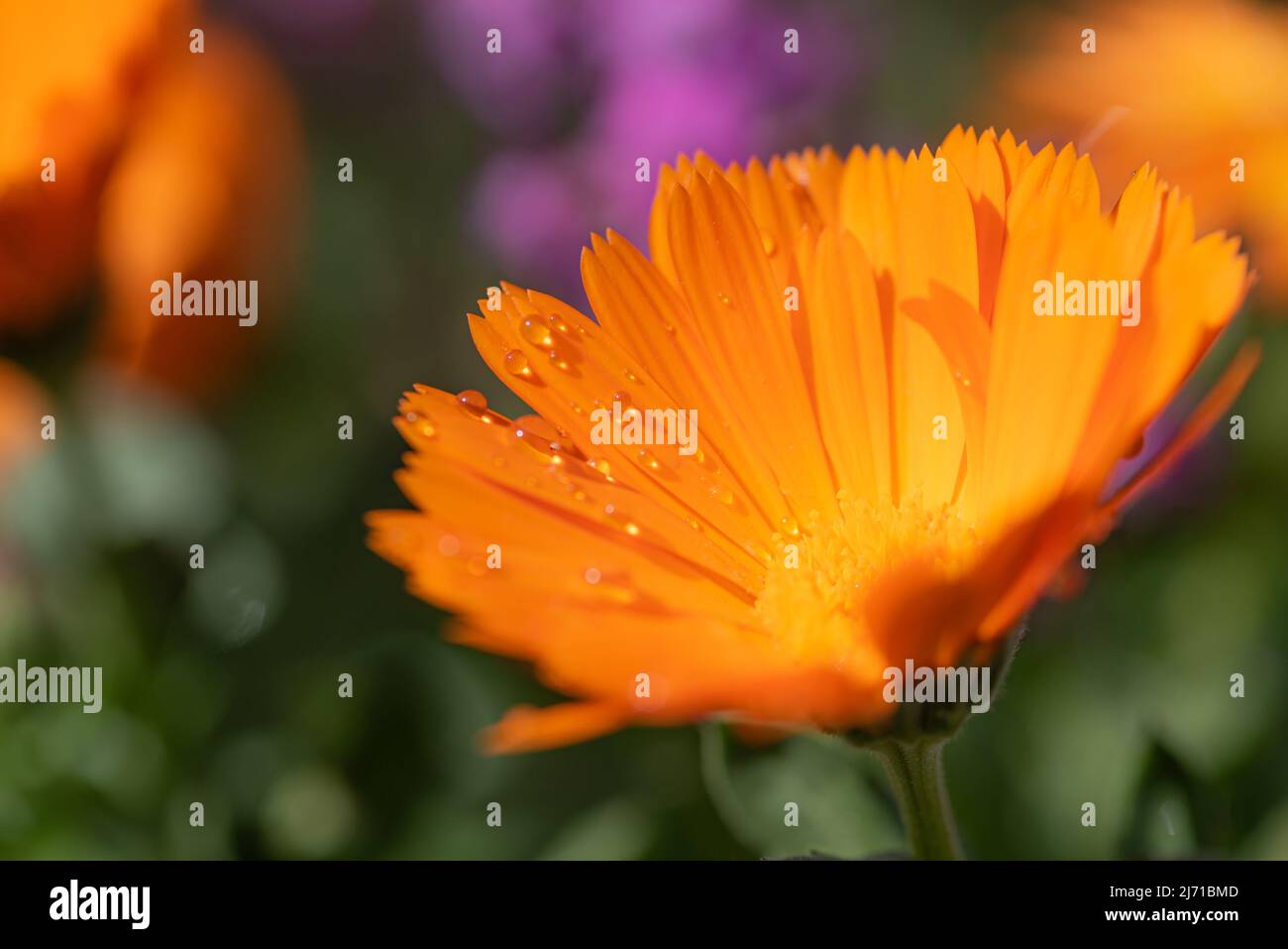 Pot Marigold (Calendula officinalis - Asteraceae) con alcune gocce di pioggia dopo un temporale, su sfondo sfocato. Pianta medicinale fiorente arancione. Foto Stock