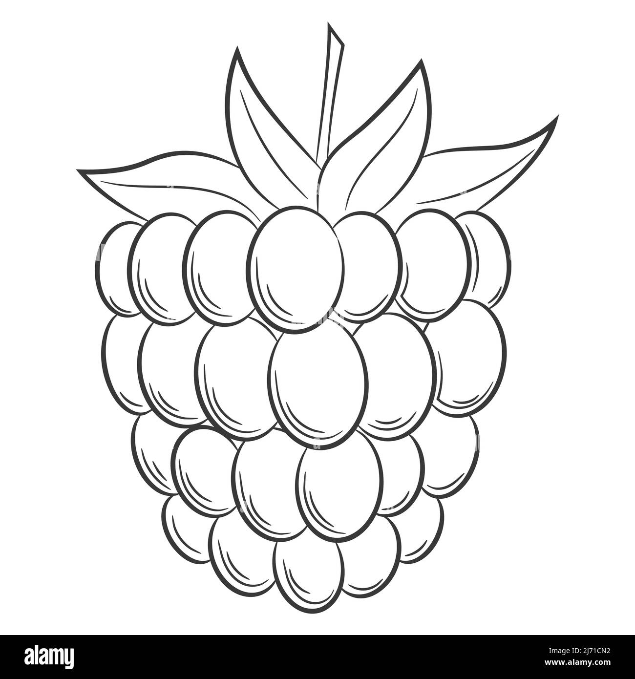 Mora, lampone, bramble di pietra, bacche in uno stile lineare. Elemento decorativo vettoriale bianco e nero, disegnato a mano. Isolato su sfondo bianco Illustrazione Vettoriale