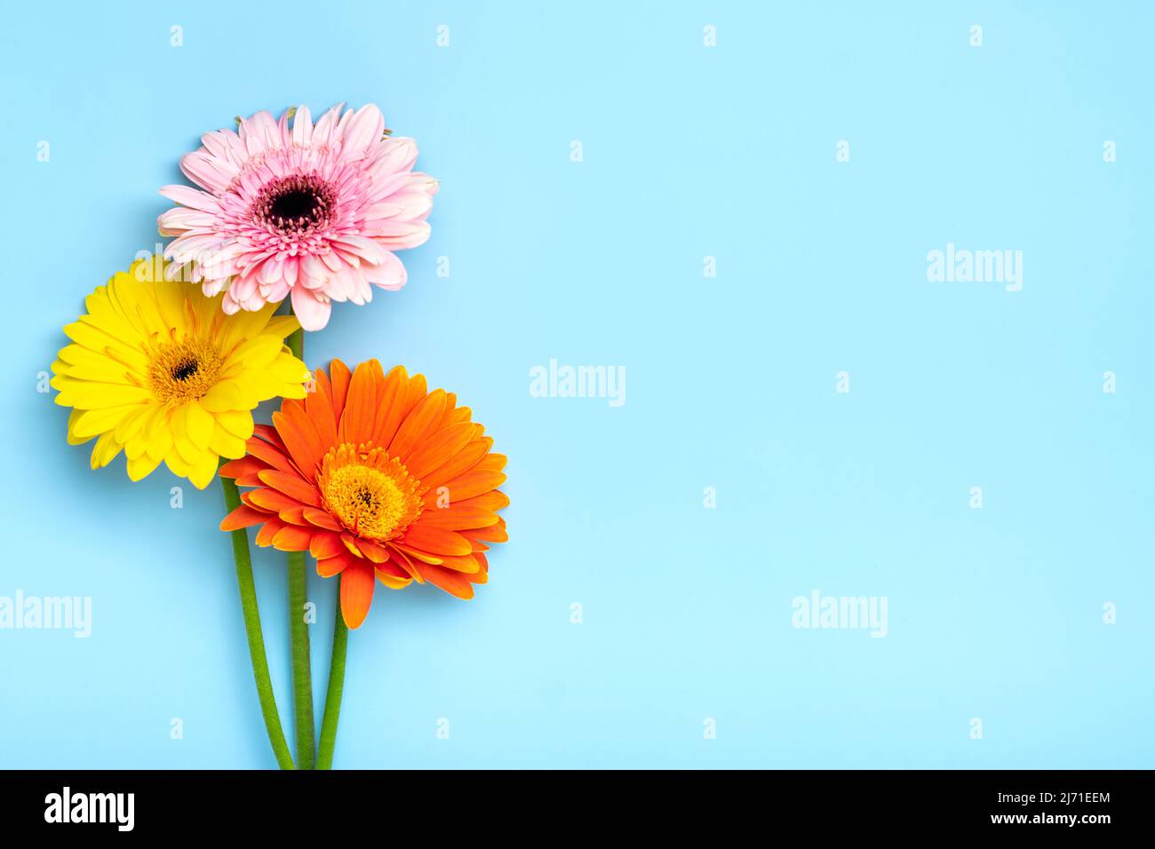 Bouquet di gerberi su sfondo blu Vista dall'alto piatto Lay Holiday biglietto di auguri buon moter's day, 8 March, San Valentino, Pasqua concetto Copia spazio Foto Stock