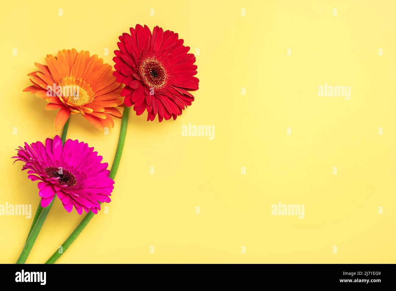 Bouquet di gerberi su sfondo giallo Vista dall'alto piatto Lay Holiday biglietto di auguri buon moter's day, 8 March, San Valentino, Pasqua concetto Copia spac Foto Stock