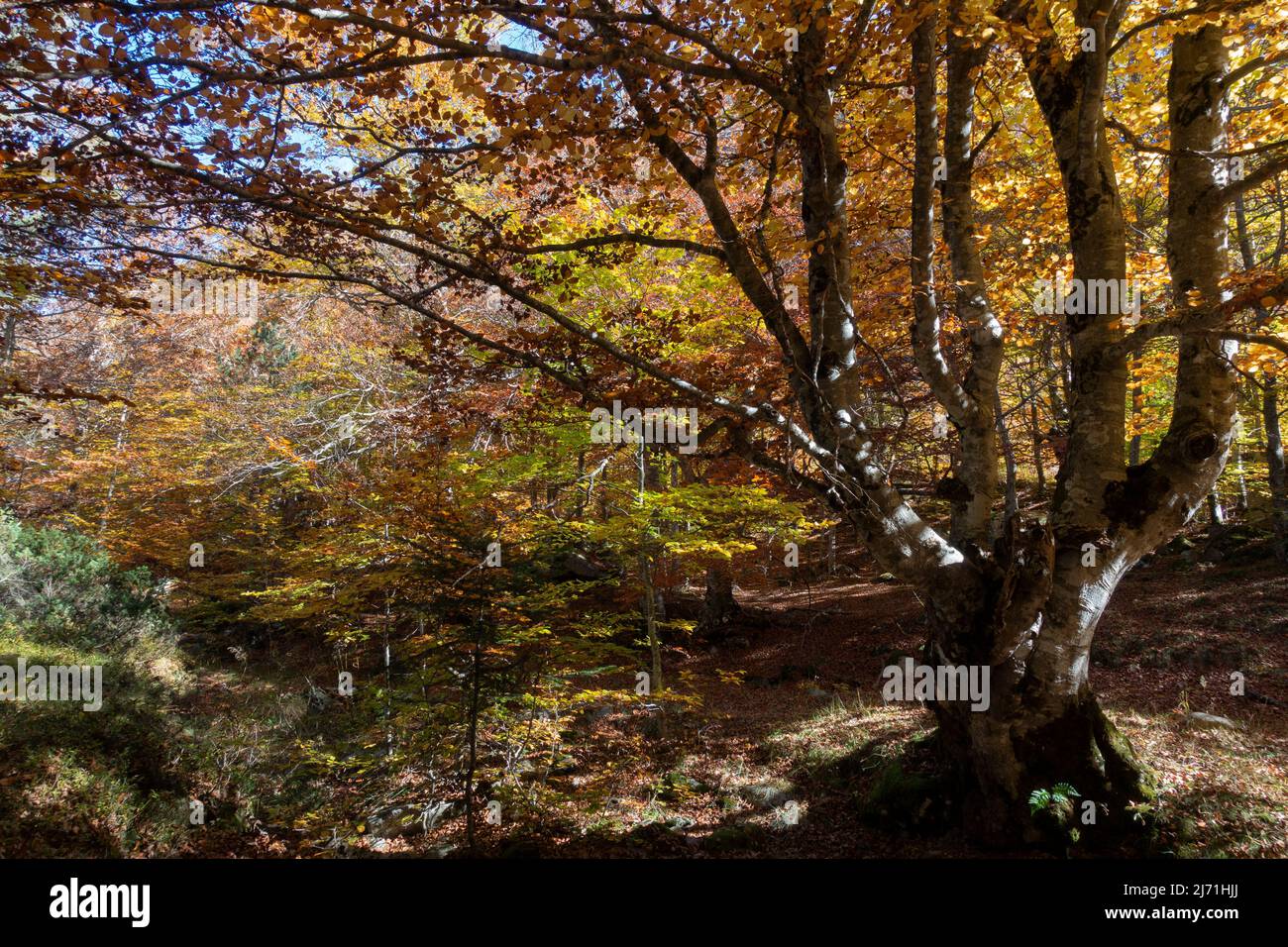 Salenques beech forest.Pyrenees.Aragon.Spain Foto Stock