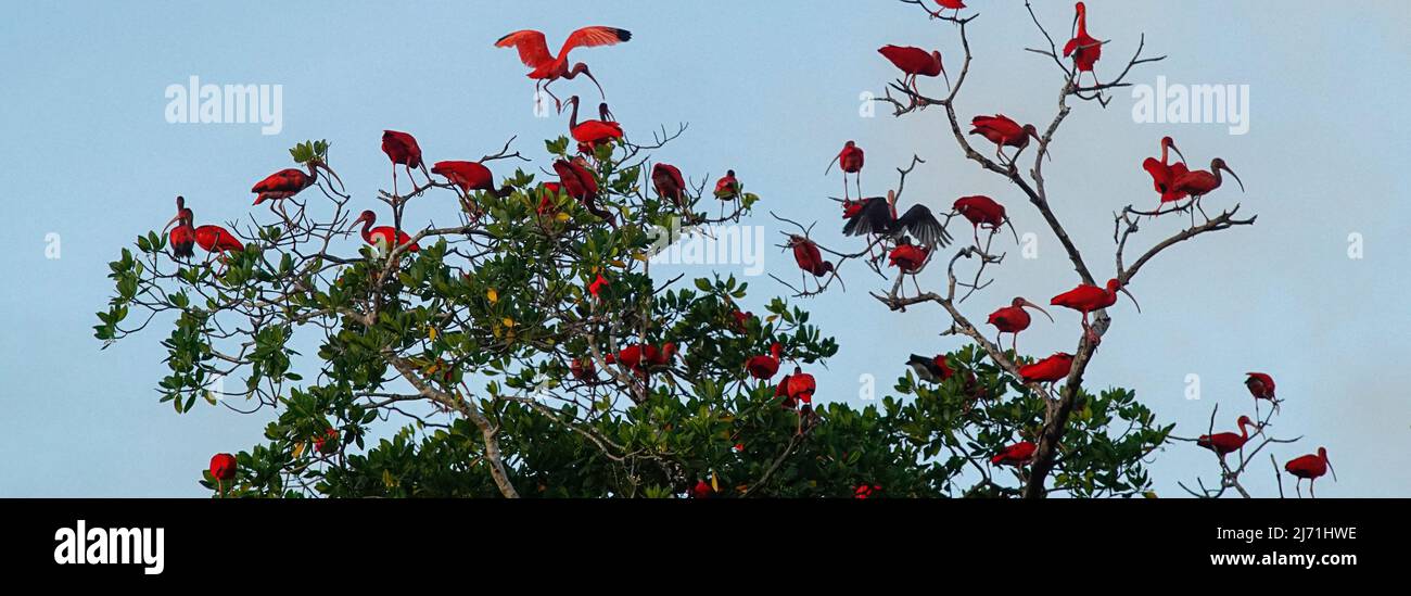 Flock of Guarás o Scarlet Ibis uccelli rossi appoggiati sulla cima di un albero Foto Stock