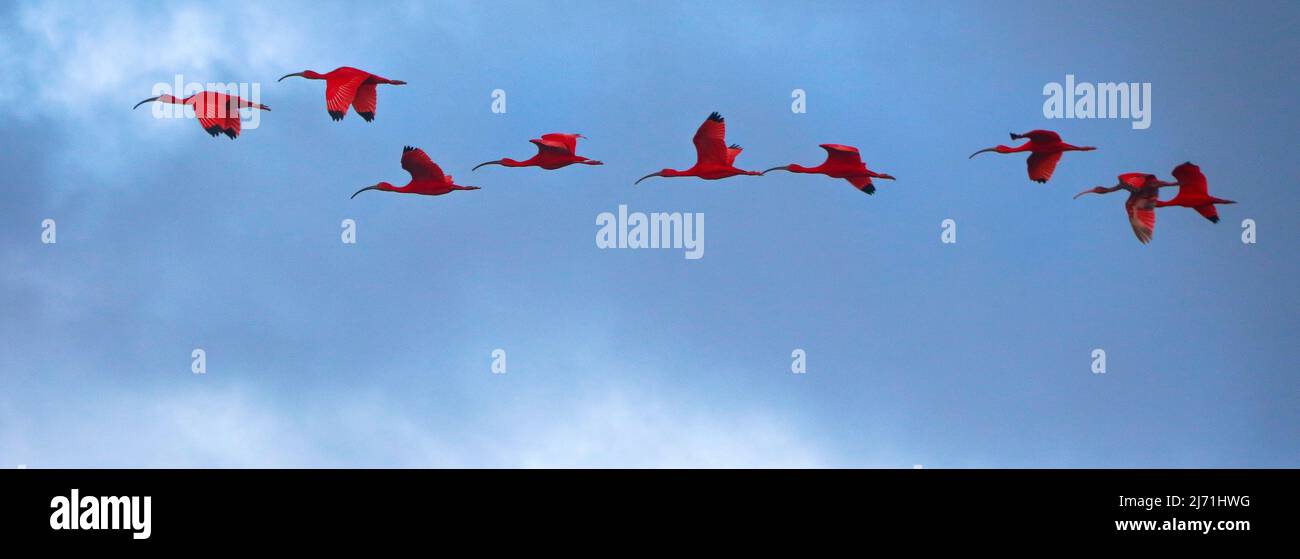 Flock of Scarlet Ibis uccelli in volo Foto Stock