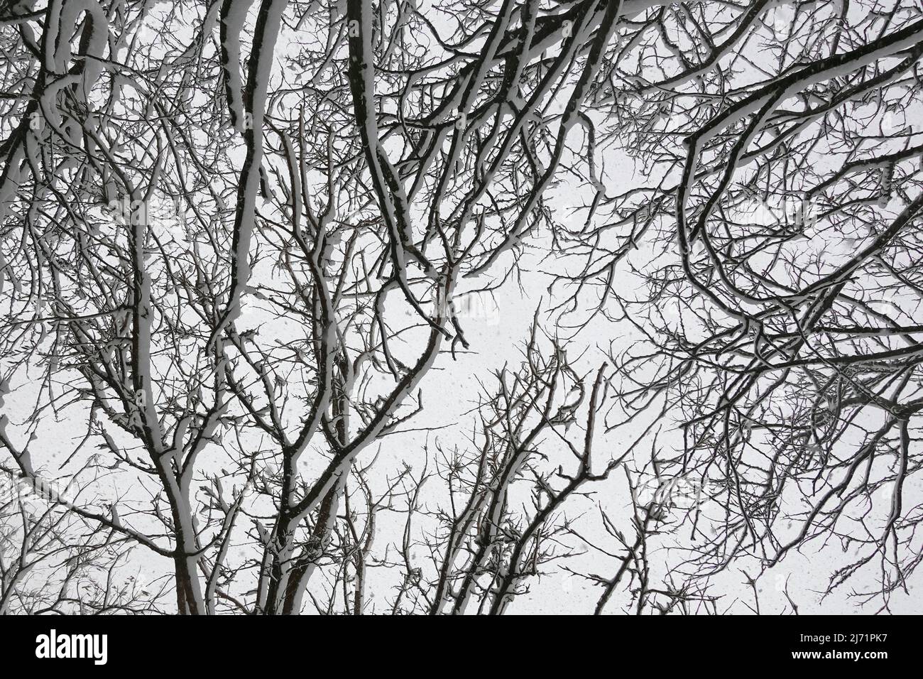 Neve che cade su alberi boschivi senza frondoli. Astratta natura invernale. Foto Stock