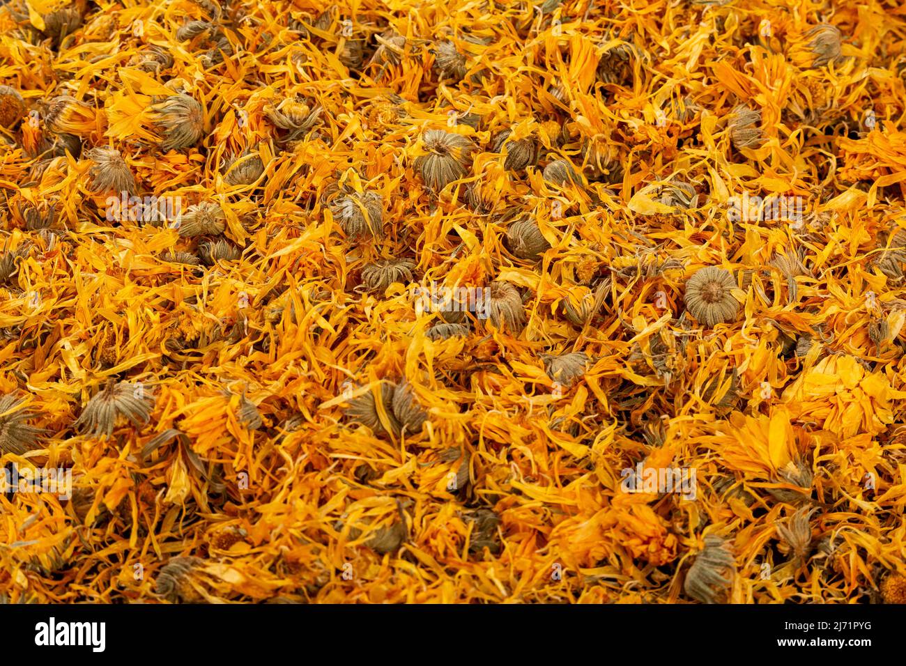 Caléndula officinalis Hierba Asterácea - fiori di calendula essiccati Foto Stock