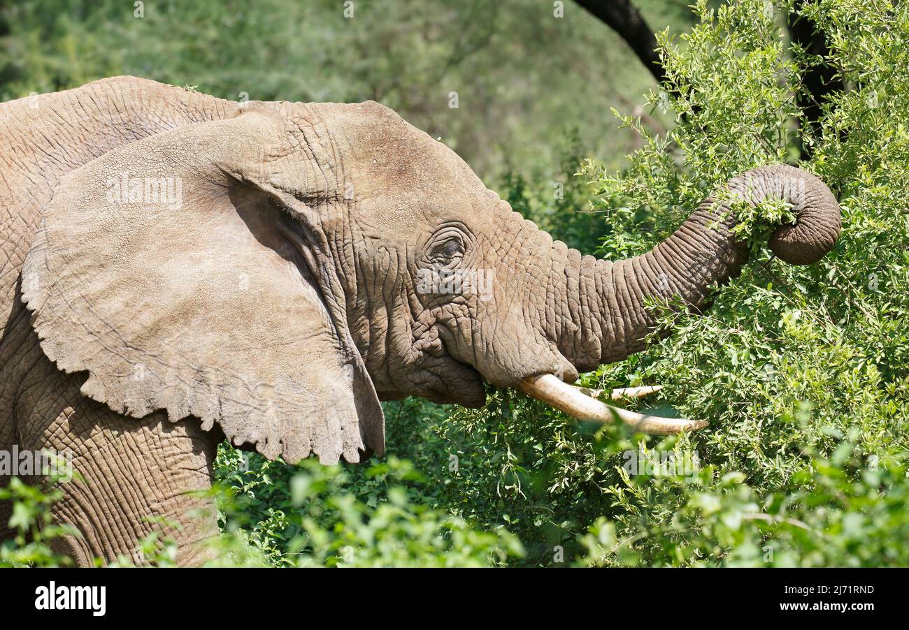 Elefante africano che naviga con il suo tronco su un albero nel Parco Nazionale di Manyara Foto Stock
