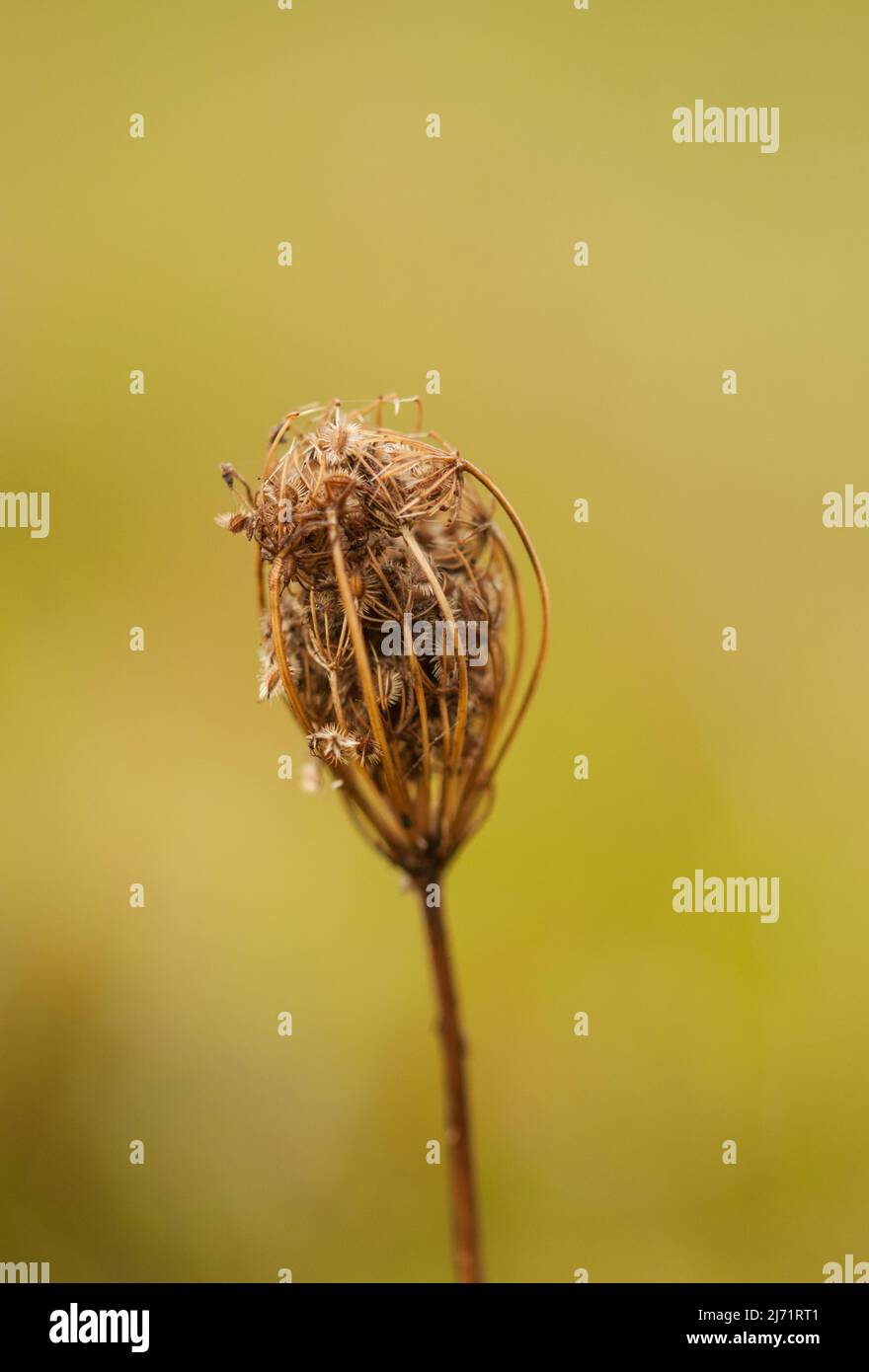 Wilde Moehre (Daucus carota), Nahaufnahme Verbluehte Dolde, Velbert, Deutschland Foto Stock