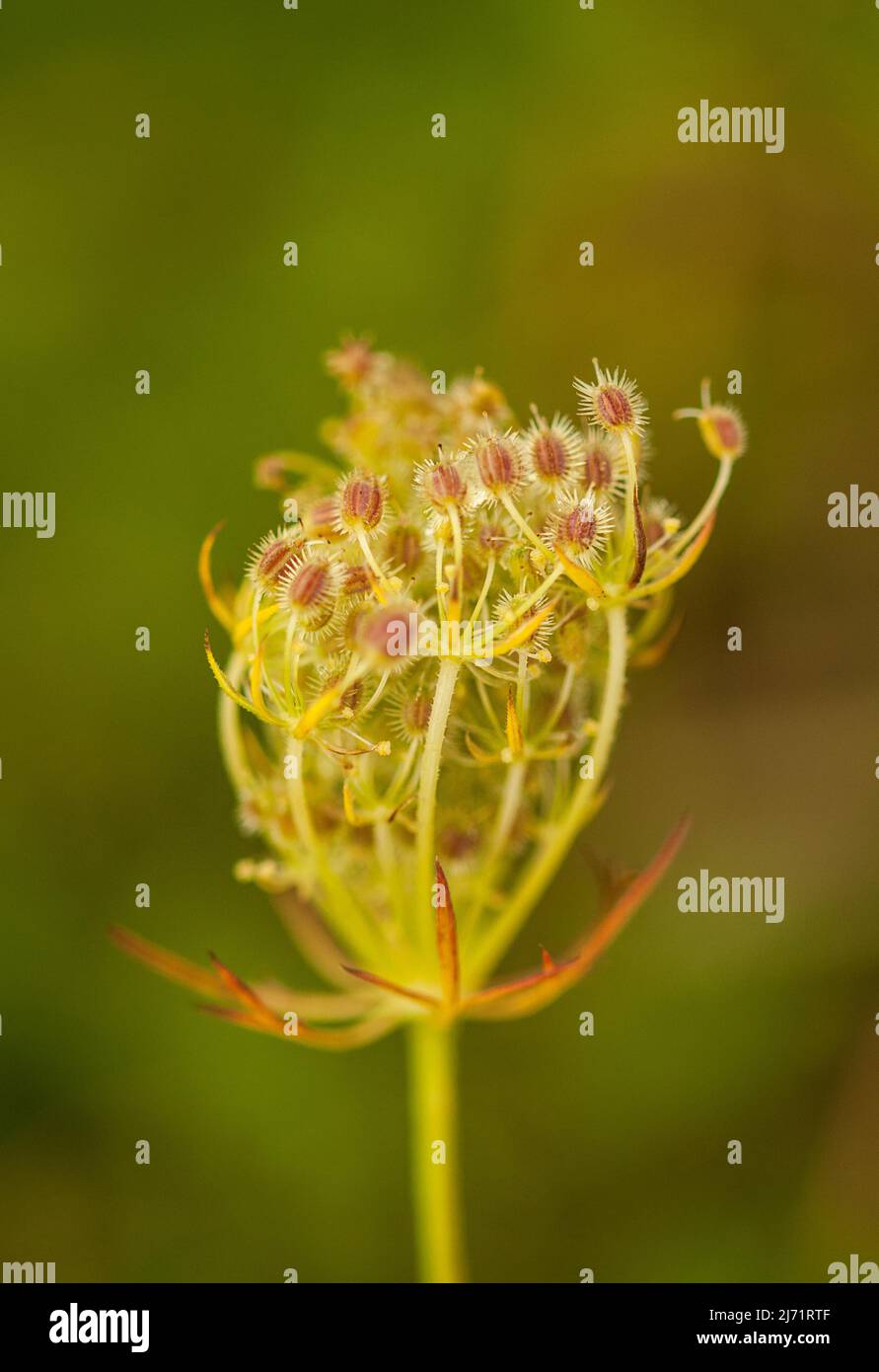 Wilde Moehre (Daucus carota), Nahaufnahme Samenstand, Velbert, Deutschland Foto Stock