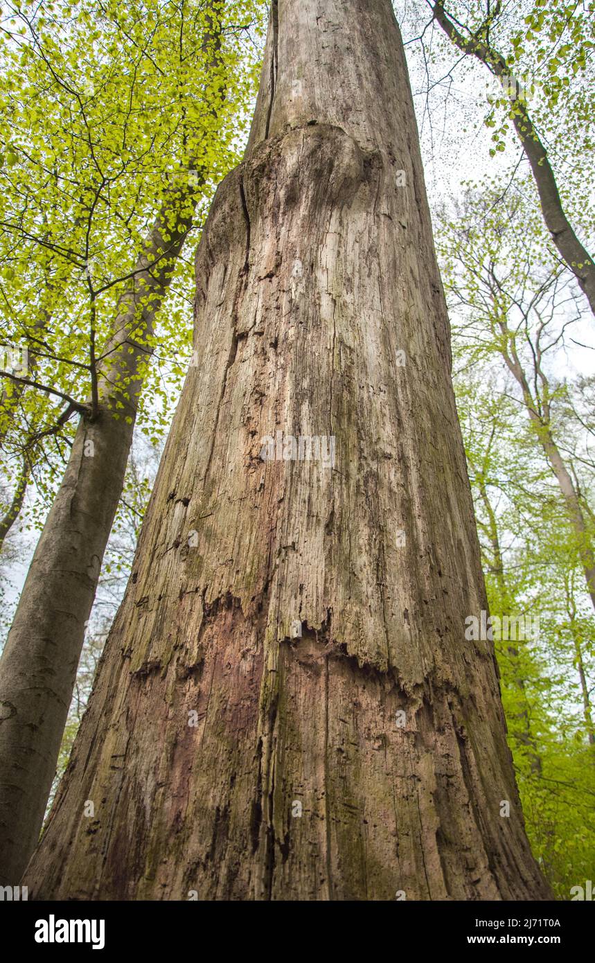 Rotbuche (Fagus sylvatica), stehendes Totholz als wichtiges Mikrohabitat im naturnah bewirtschafteten Laubmischwald, Niedersachsen, Deutschland Foto Stock