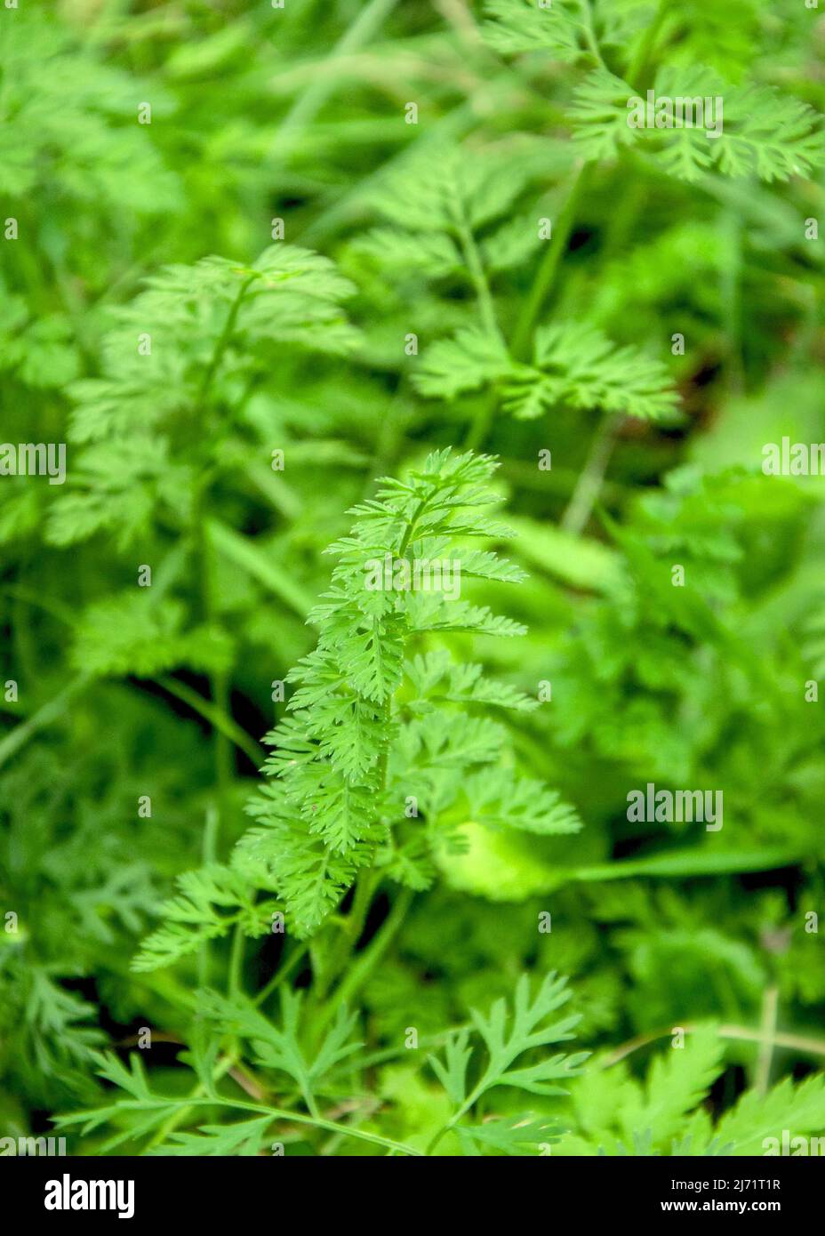 Wilde Moehre (Daucus carota), Nahaufnahme Blatt, Velbert, Deutschland Foto Stock