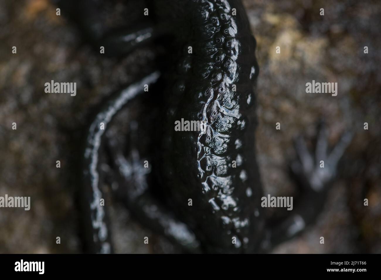 Salamandro alpino (Salamandra atra), primo piano delle ghiandole di veleno dall'alto, Hohenschwangau, Allgaeu, Baviera Foto Stock