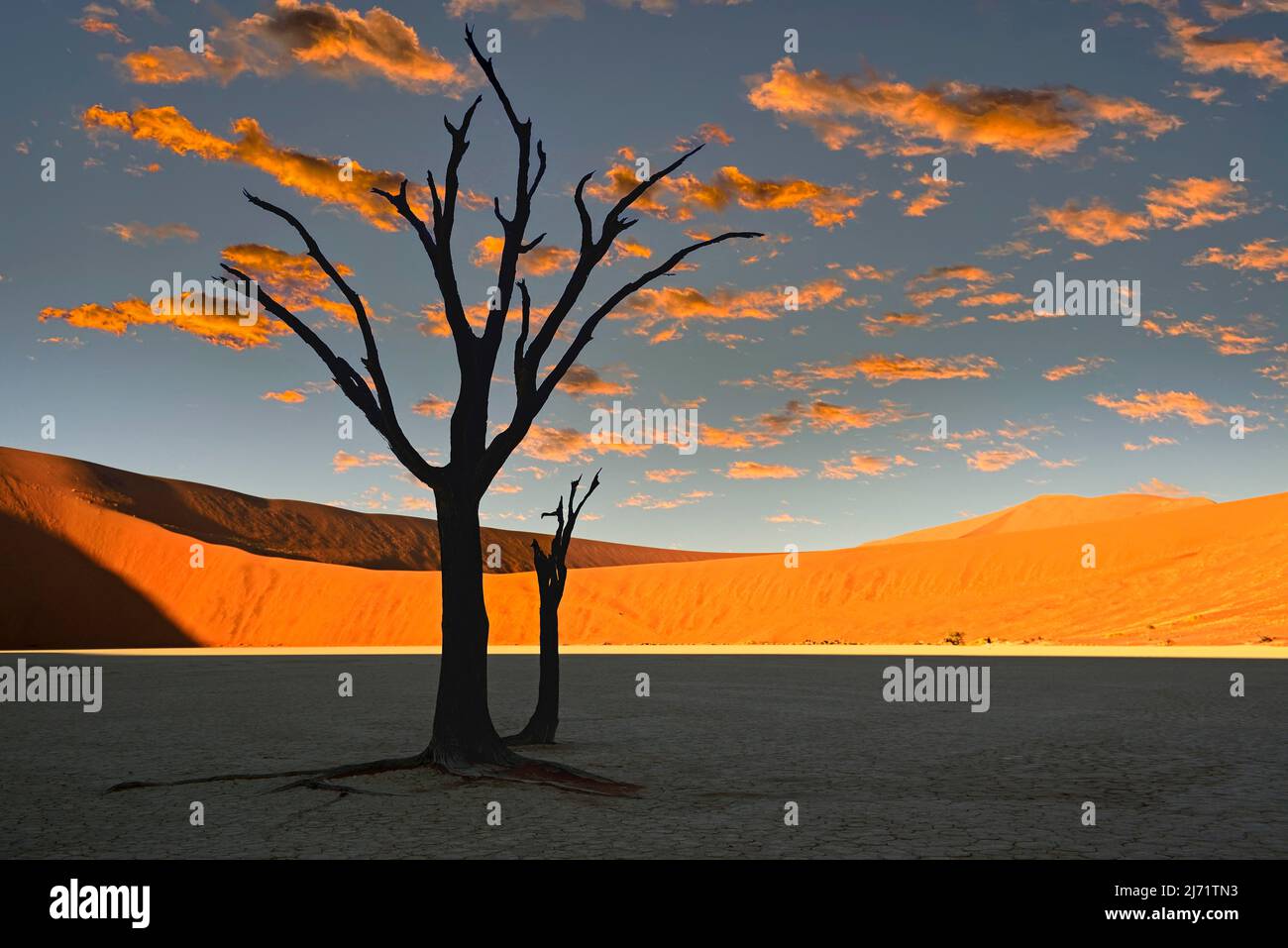 Kameldornbaeume, auch Kameldorn oder Kameldornakazie (Acacia erioloba) als Silhouette im ersten Morgenlicht auf die Duenen, Namib Naukluft Foto Stock