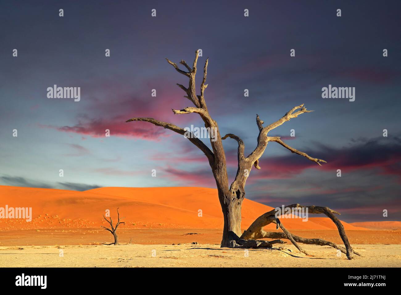 Kameldornbaeume, auch Kameldorn oder Kameldornakazie (Acacia erioloba) im ersten Morgenlicht, Namib Naukluft Nationalpark, Deadvlei, Dead Vlei Foto Stock