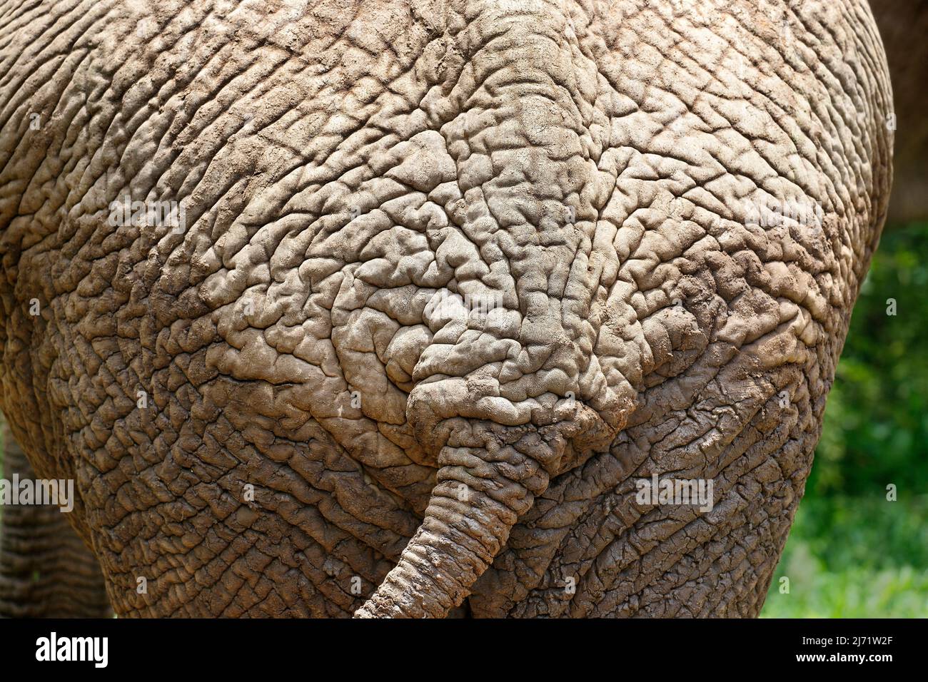 Primo piano dell'estremità posteriore di un elefante africano selvatico che mostra le pieghe e la consistenza della sua pelle spessa Foto Stock