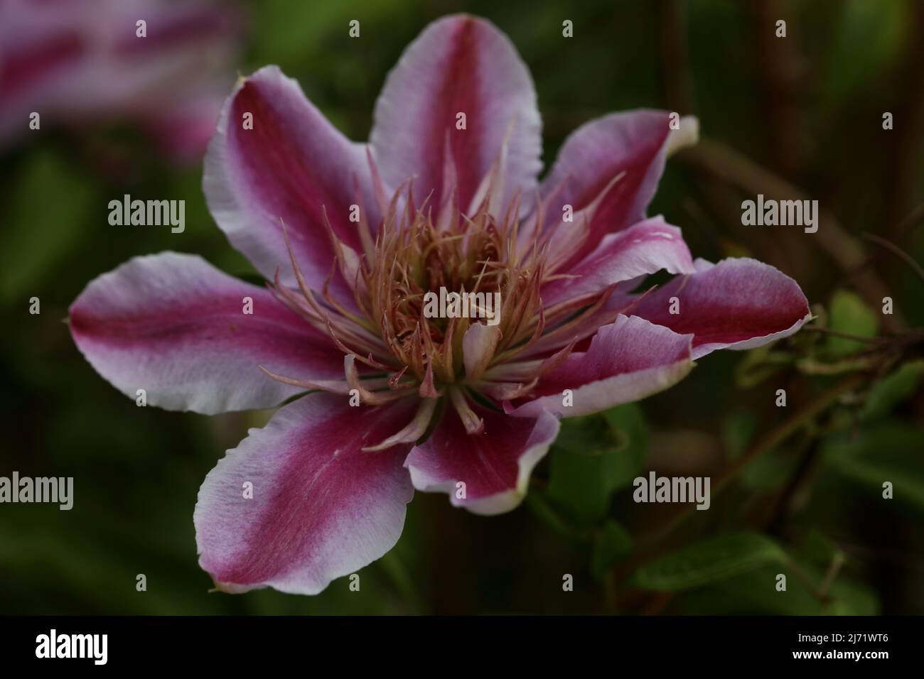 Fiore viola primo piano Clematis viticella famiglia ranunculaceae botanica di alta qualità grande stampa formato Foto Stock