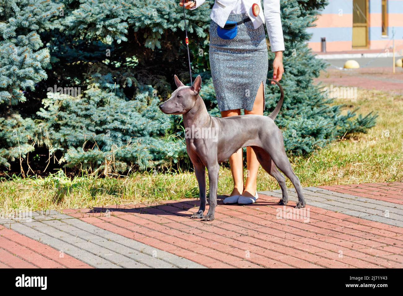 Thai RidgebaA bella Ridgeback tailandese in una passeggiata sullo sfondo di un parco cittadino in una soleggiata giornata estiva.ck Foto Stock