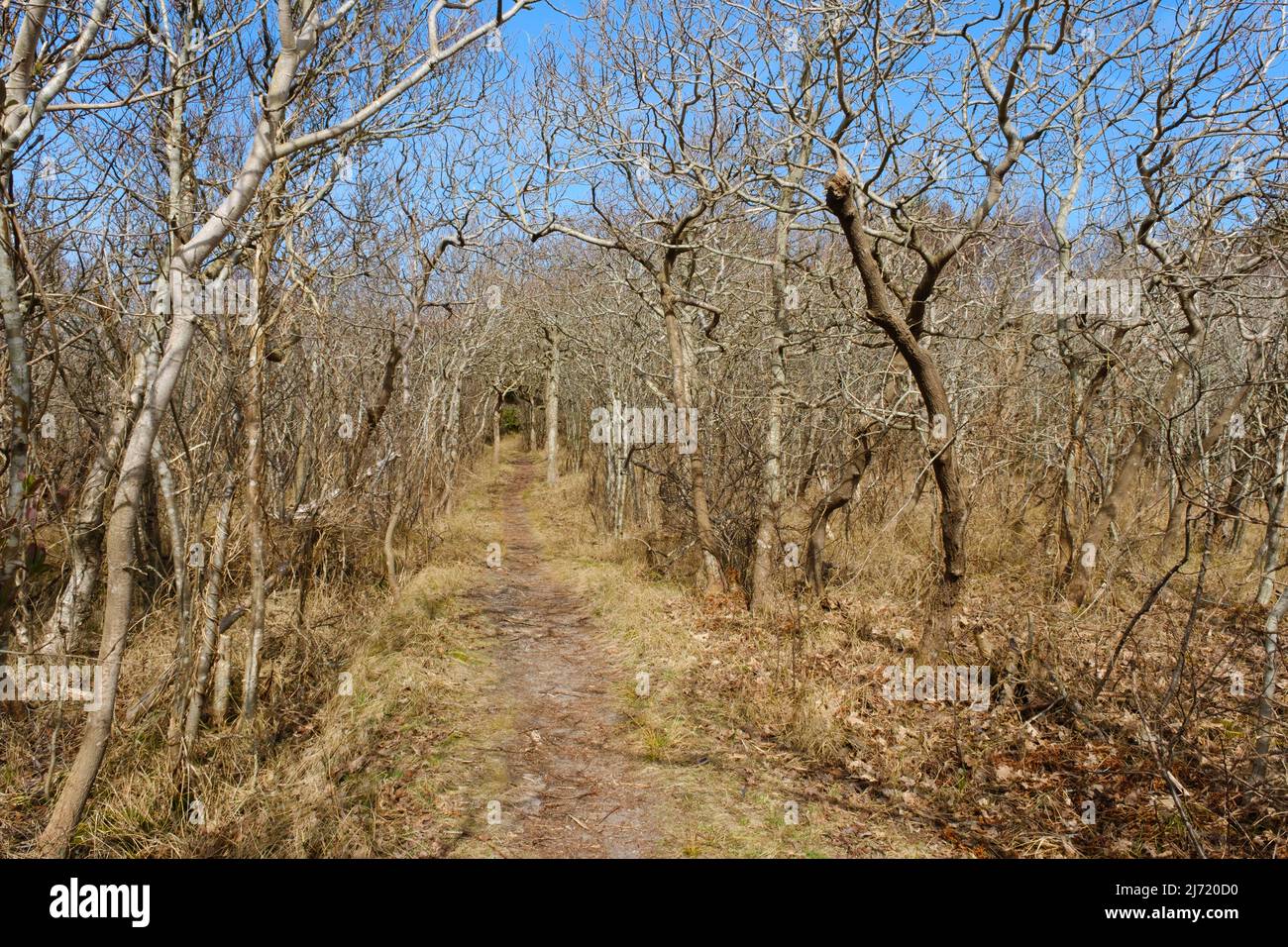 Weg durch den Krattwald, Juist, Toewerland, Ostfriesische Insel, Ostfriesland, Nordsee, Niedersachsen, Germania Foto Stock