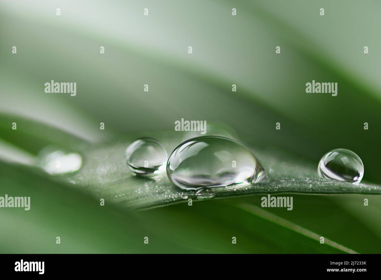 Pulire la goccia d'acqua trasparente sul primo piano delle foglie d'erba. Erba con bolla d'acqua, sfondo primavera estate. Foto Stock