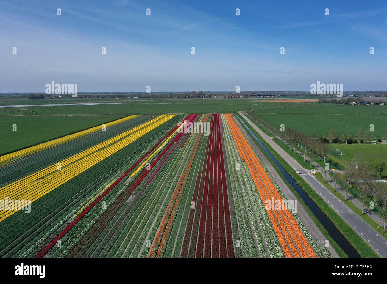 Drone foto di stupende belle tulipani olandesi colorati campi in primavera. I Paesi Bassi sono famosi per i suoi splendidi campi di tulipani. Foto Stock