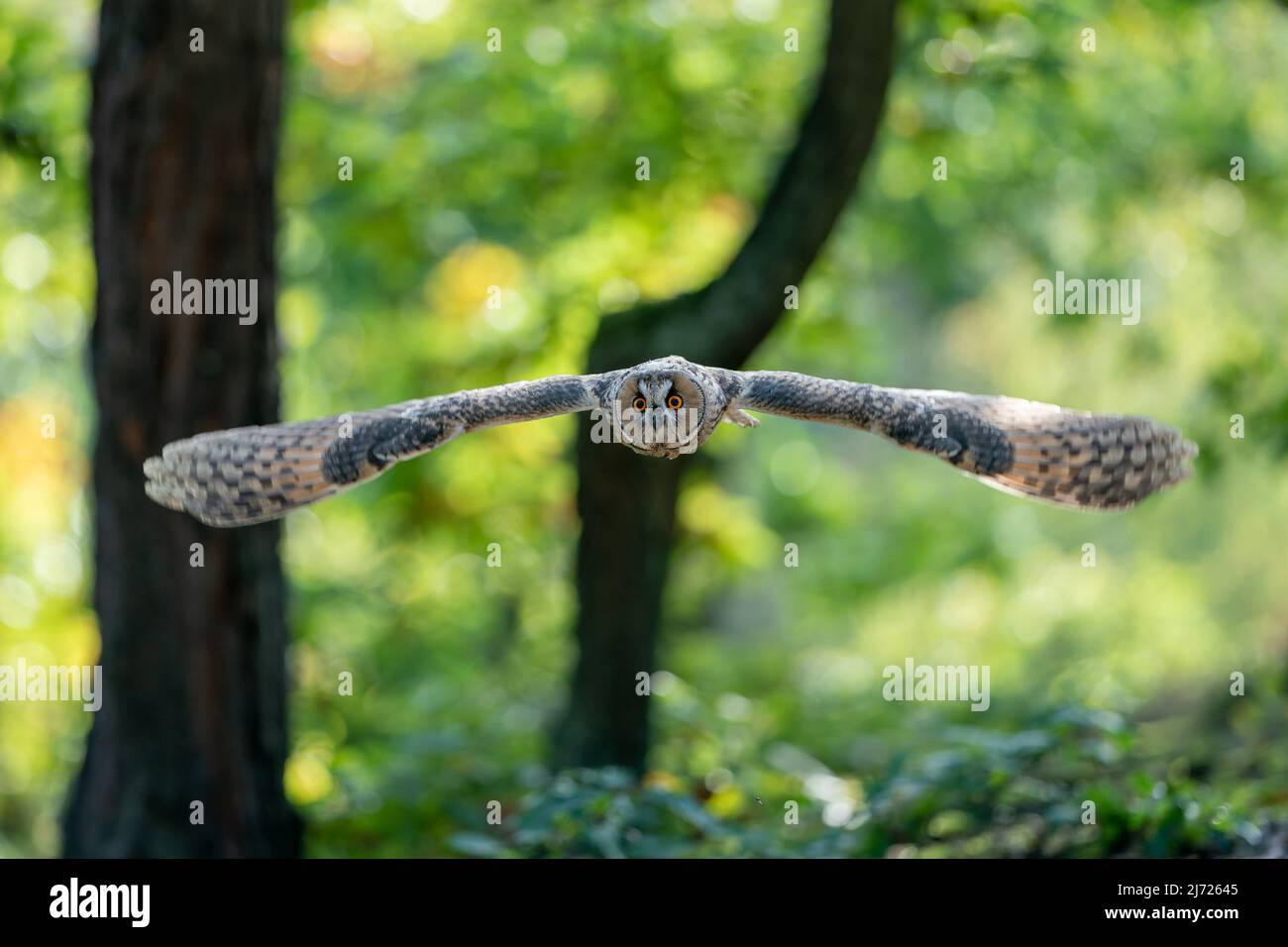 Gufo dall'orrido che vola nella foresta verde. Gufo con ali spalmate sopra terra verde. ASIO altus. Foto Stock